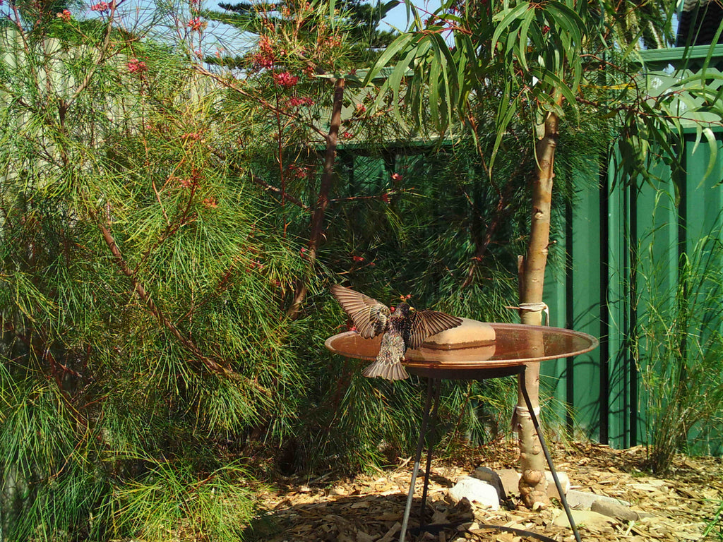 Medium Dish on Floating Steel Stand