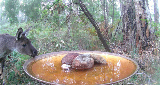 Large Dish on Floating Steel Stand