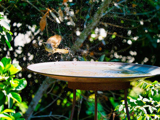 Medium Dish on Floating Steel Stand