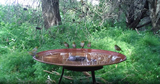 Medium Dish on Floating Steel Stand