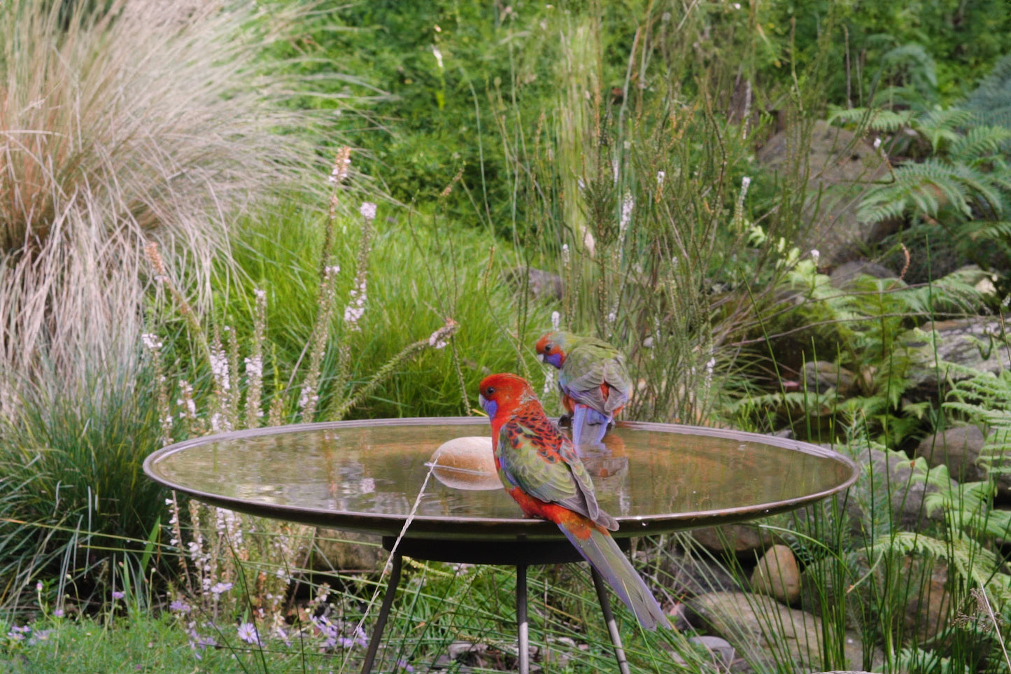 Large Dish on Floating Steel Stand