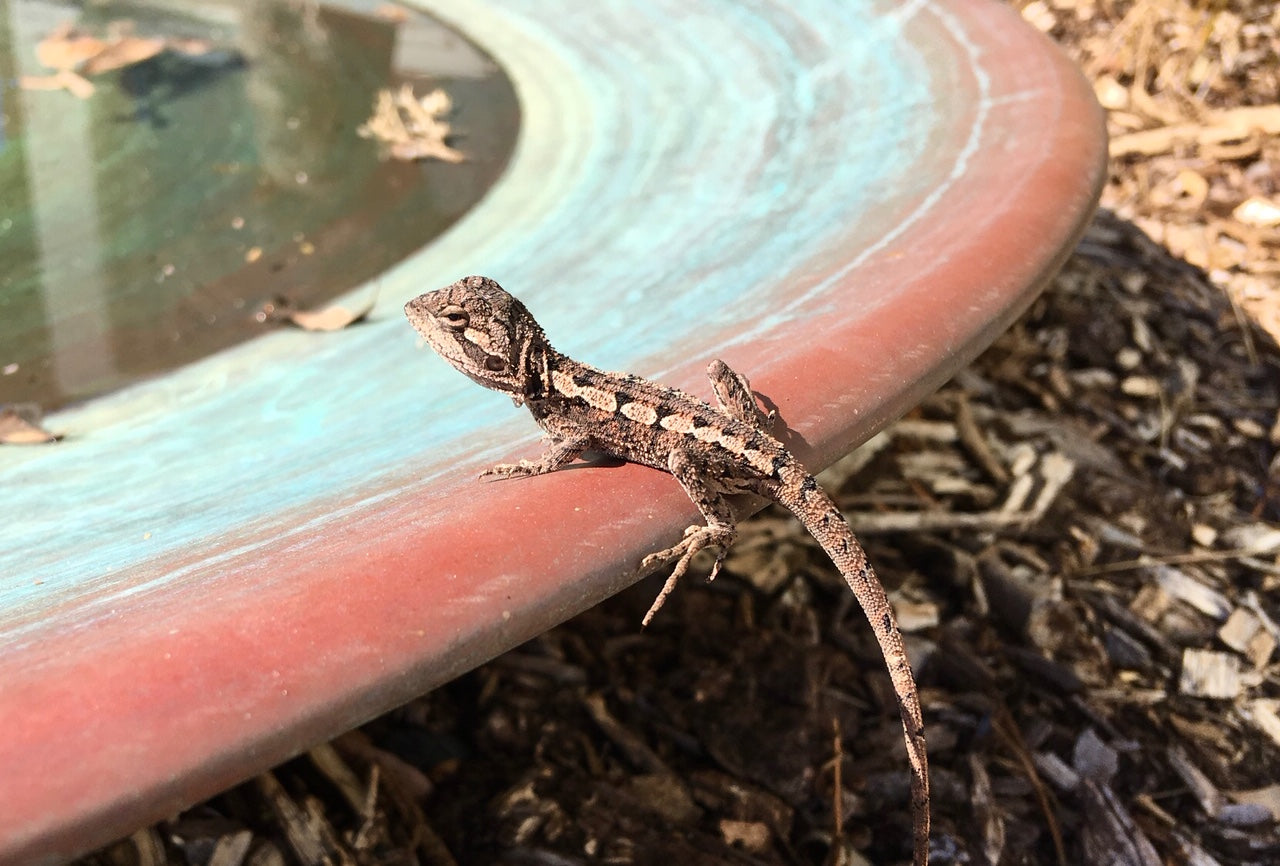 Extra-Large Spun Copper Dish