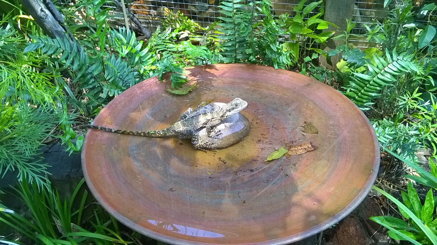 Medium Spun Copper Dish
