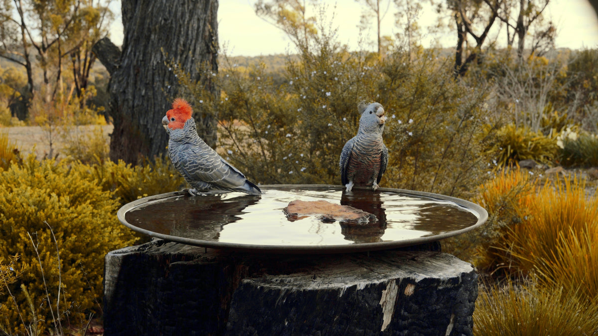 Simple, elegant birdbaths designed for the gardener and their birds ...
